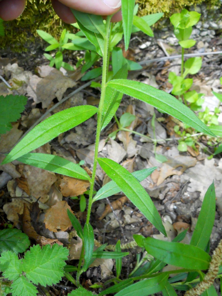 Buglossoides purpurocaerulea